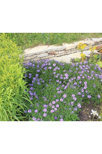 Астра кустовая Эрли Блю фиолетовая